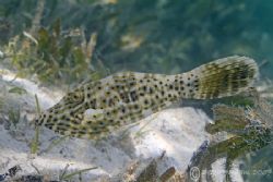 Broom file fish. Sharks bay.
D200, 60mm. by Derek Haslam 